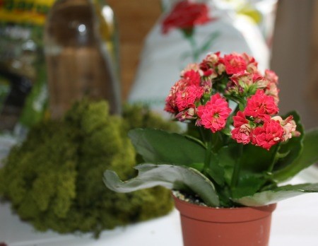 Kalanchoe rojo